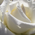 Czerwony  - Angielska róża - Benjamin Britten
